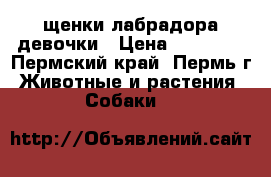 щенки лабрадора девочки › Цена ­ 25 000 - Пермский край, Пермь г. Животные и растения » Собаки   